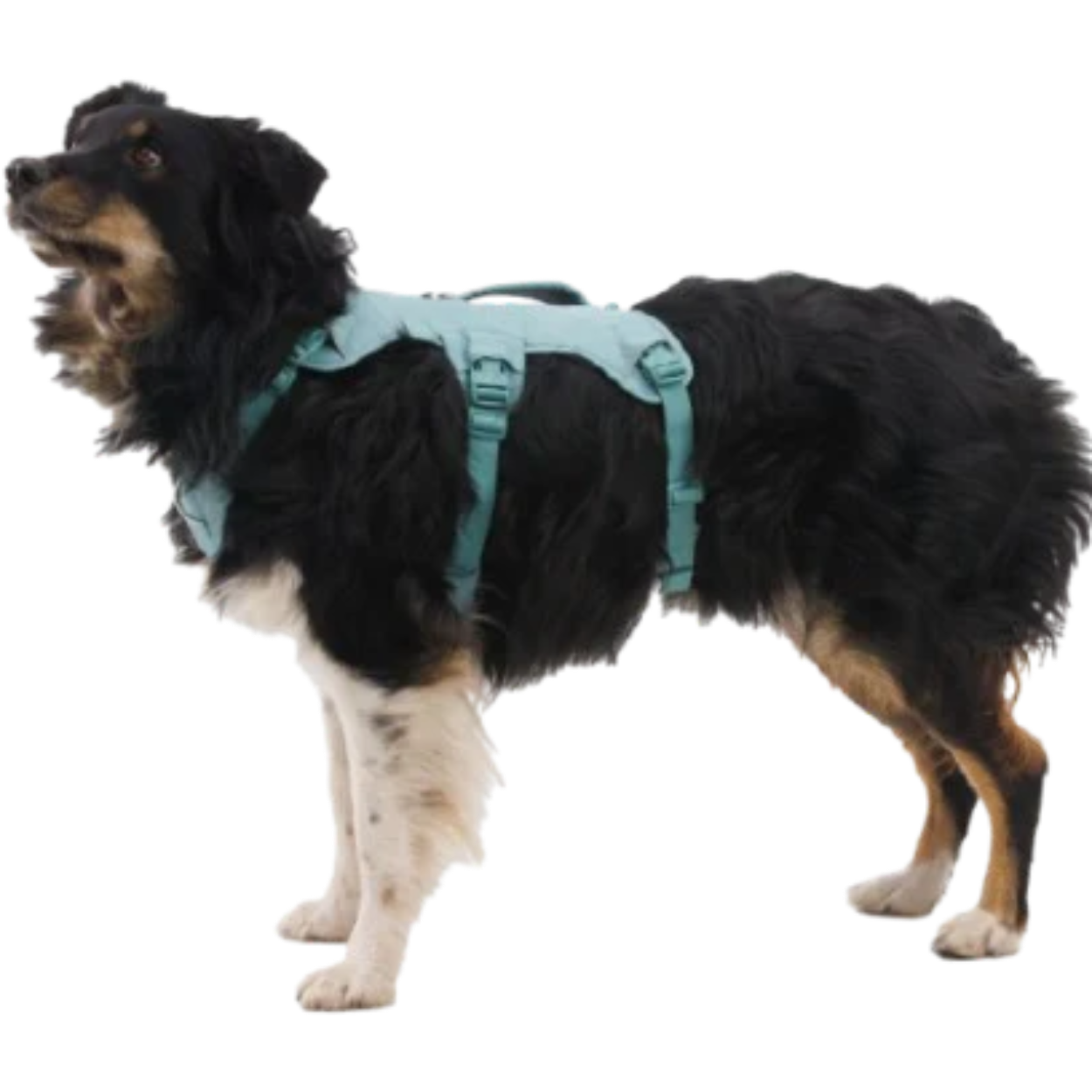 Web Master Dog Harness with Handle