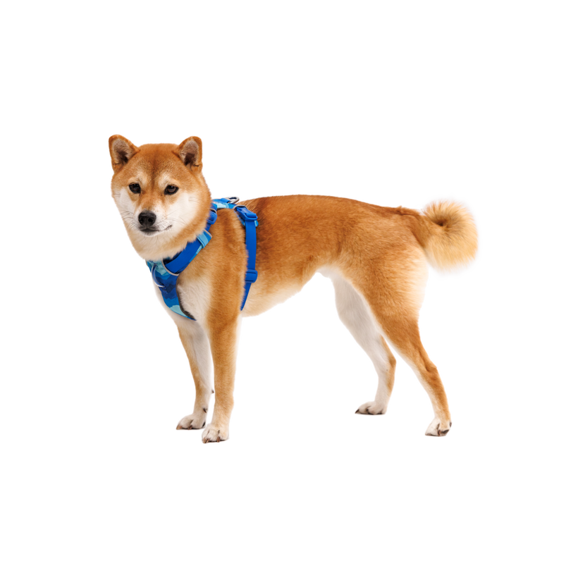 Front Range Dog Harness